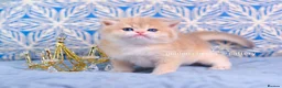 British Shorthair cats for sale: Show Quality British Shorthair Kittens - Advert 10