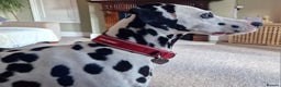 Dalmatian dogs for sale: ❤️Exceptional fully hearing KC Dalmatians❤️ - Advert 22