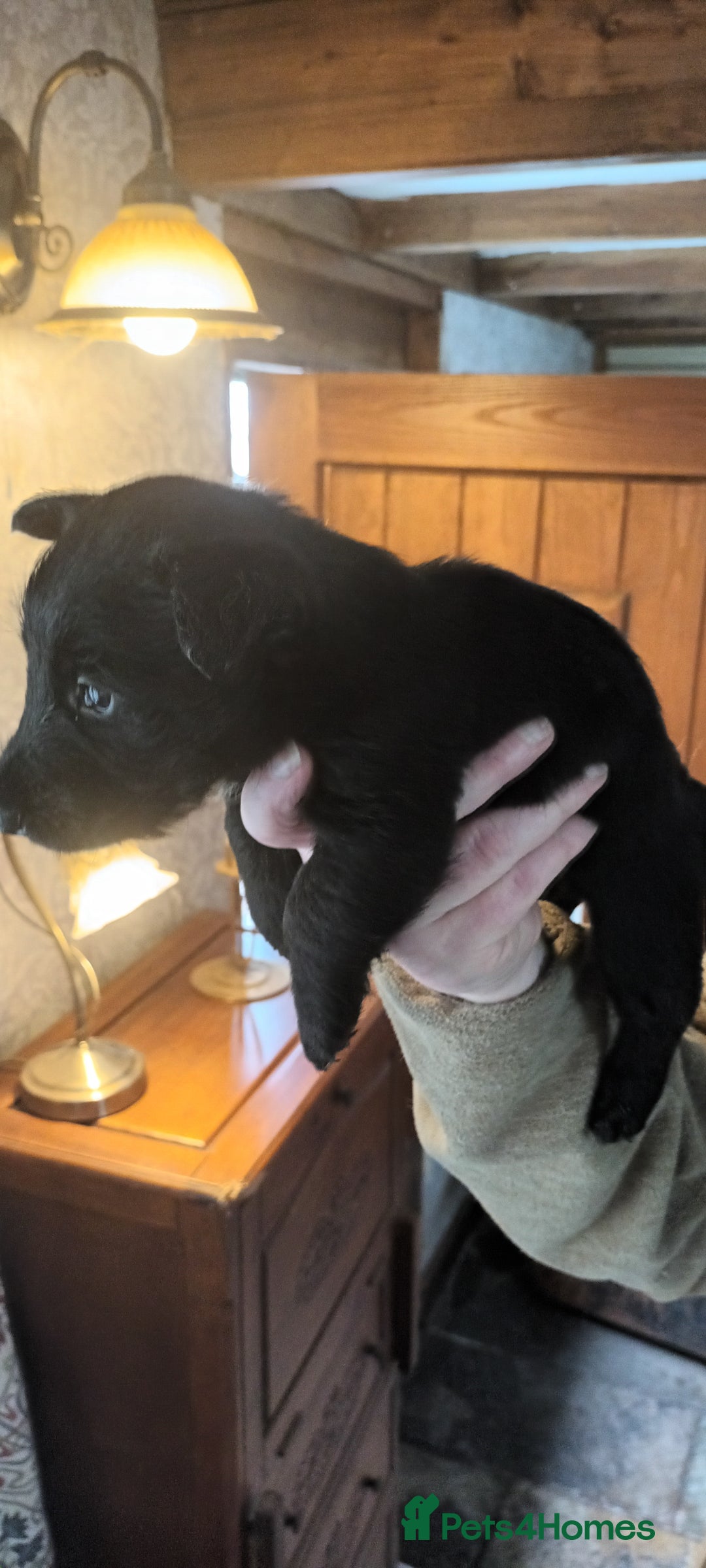 Scottish Terrier dogs for sale: Kc registered scottish terrier pups  - Image 6