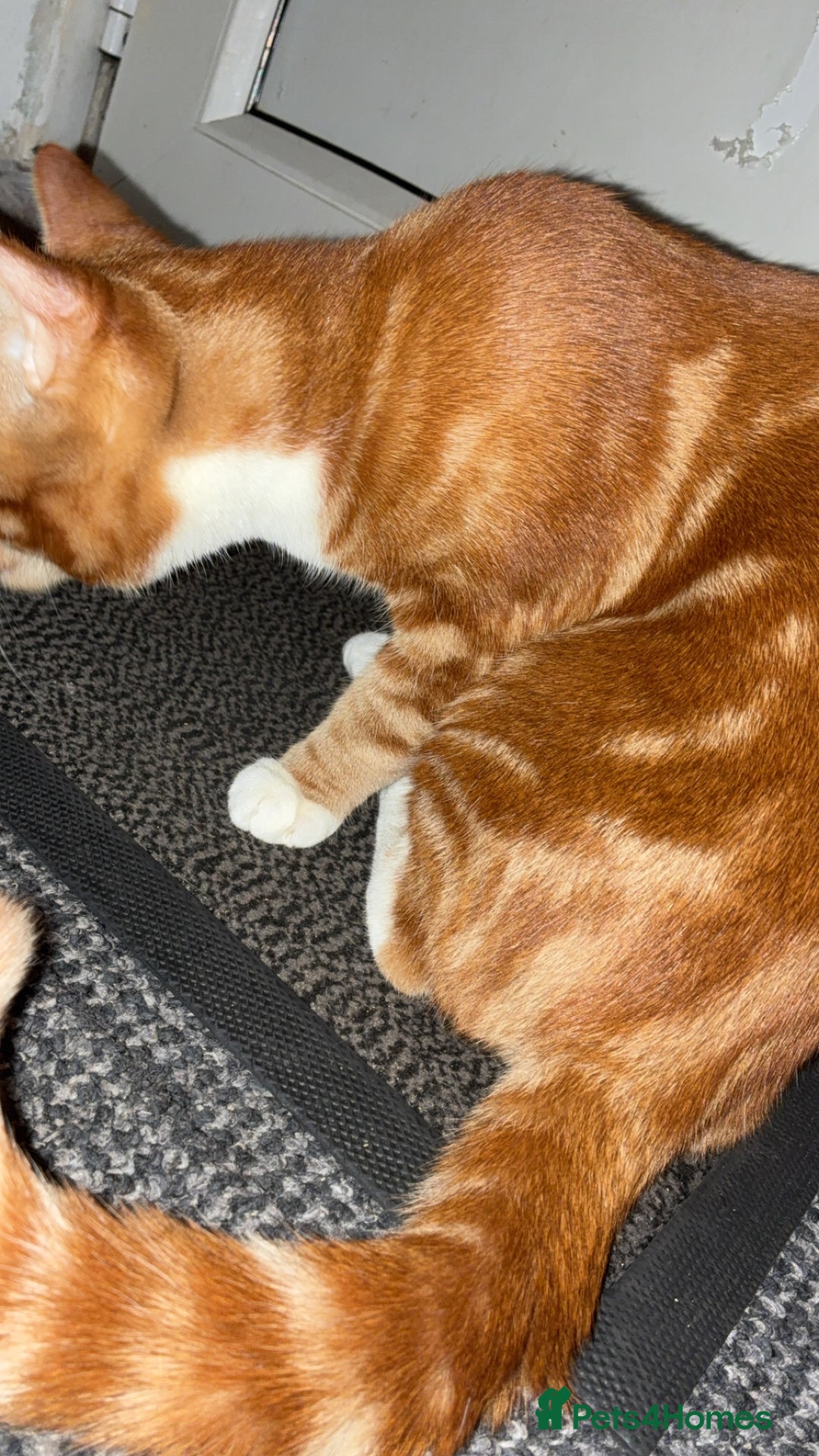 British Shorthair cats for sale: Tigger - Advert 2