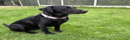 Labrador Retriever dogs for sale: Labrador retriever puppies  - Advert 7