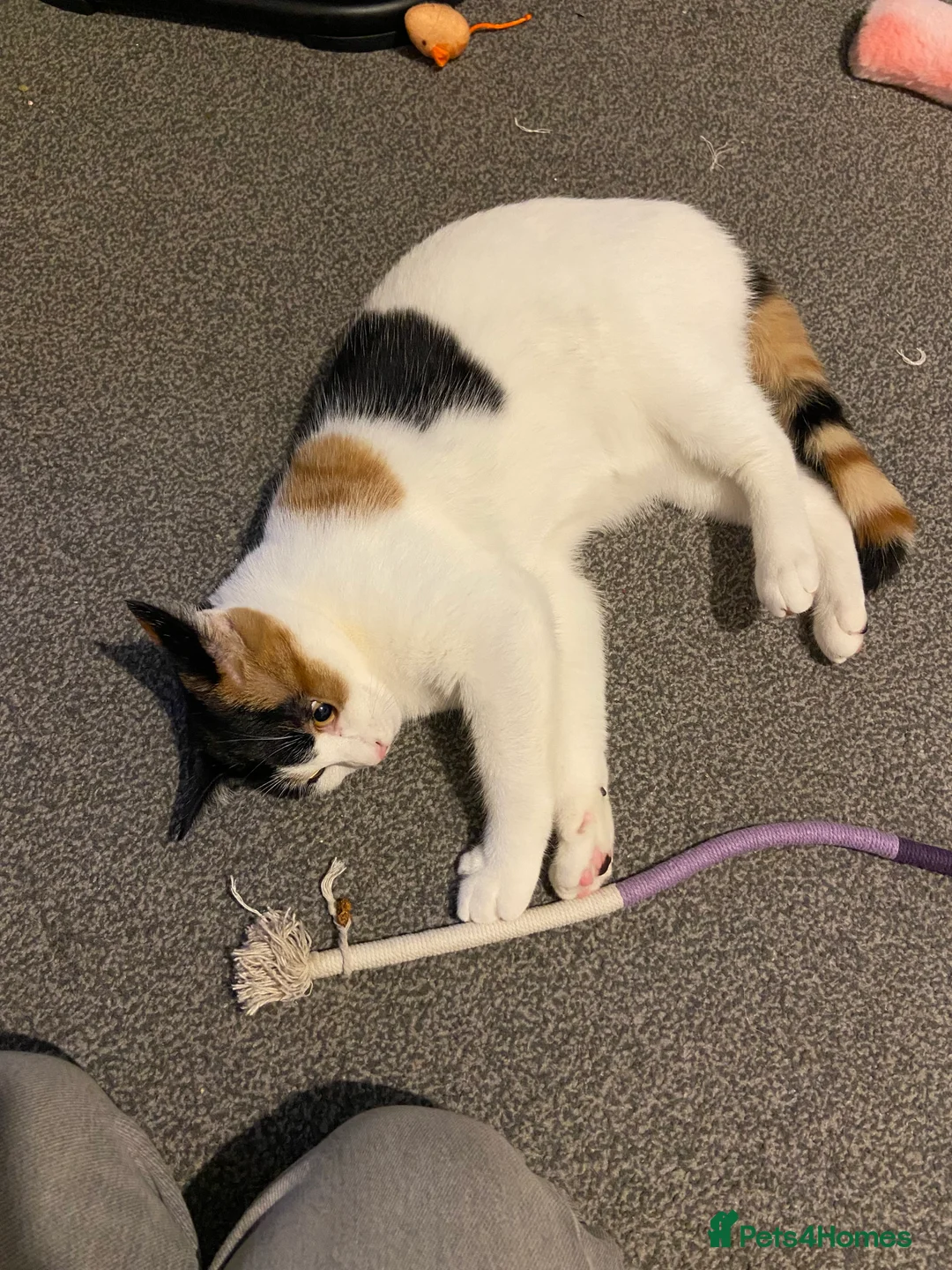 Mixed Breed cats for sale: Beautiful Female  - Advert 4