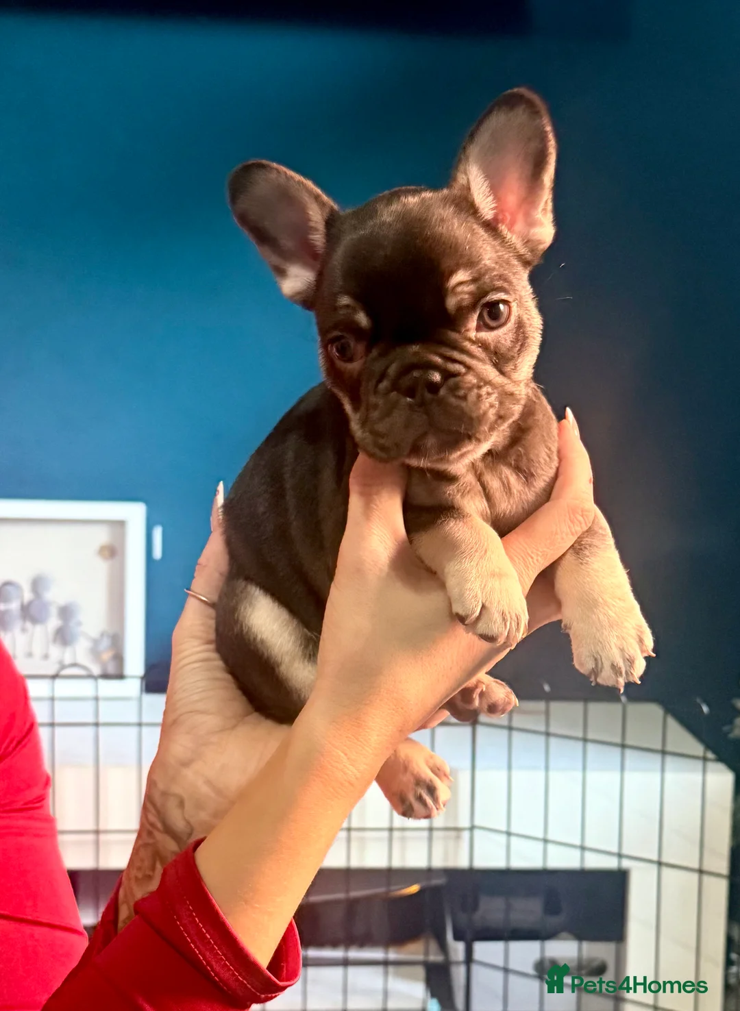 French Bulldog dogs for sale: ✨PRICE DROP!🐾3 Beautiful French Bulldog Puppies🐾 - Advert 15