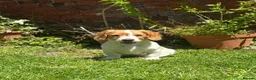 Cockalier dogs for sale: Gorgeous Covkalier puppies! - Advert 6