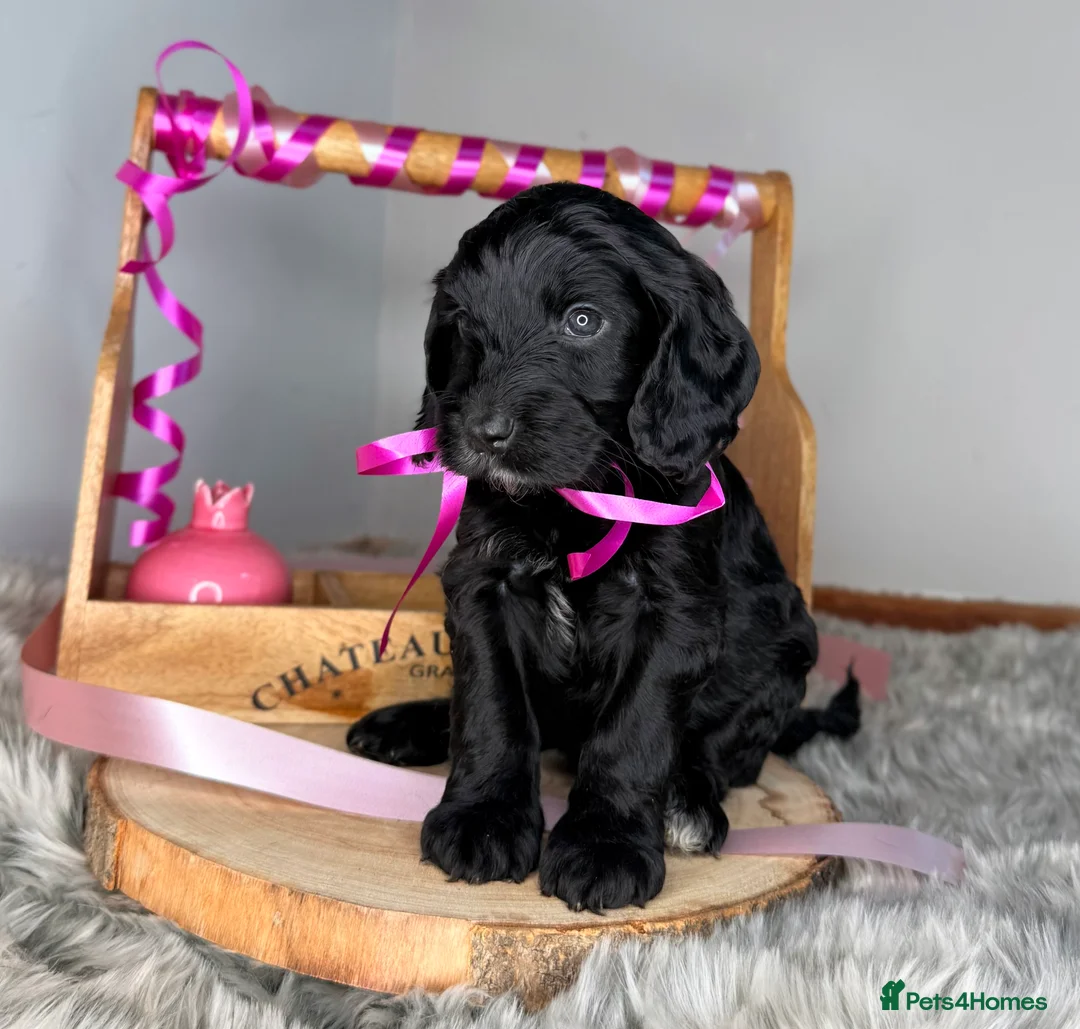 Australian Labradoodle dogs for sale: Australian labradoodle  - Advert 9