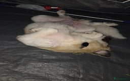 Saint Bernard dogs for sale: Puppy for rehoming - Image 6