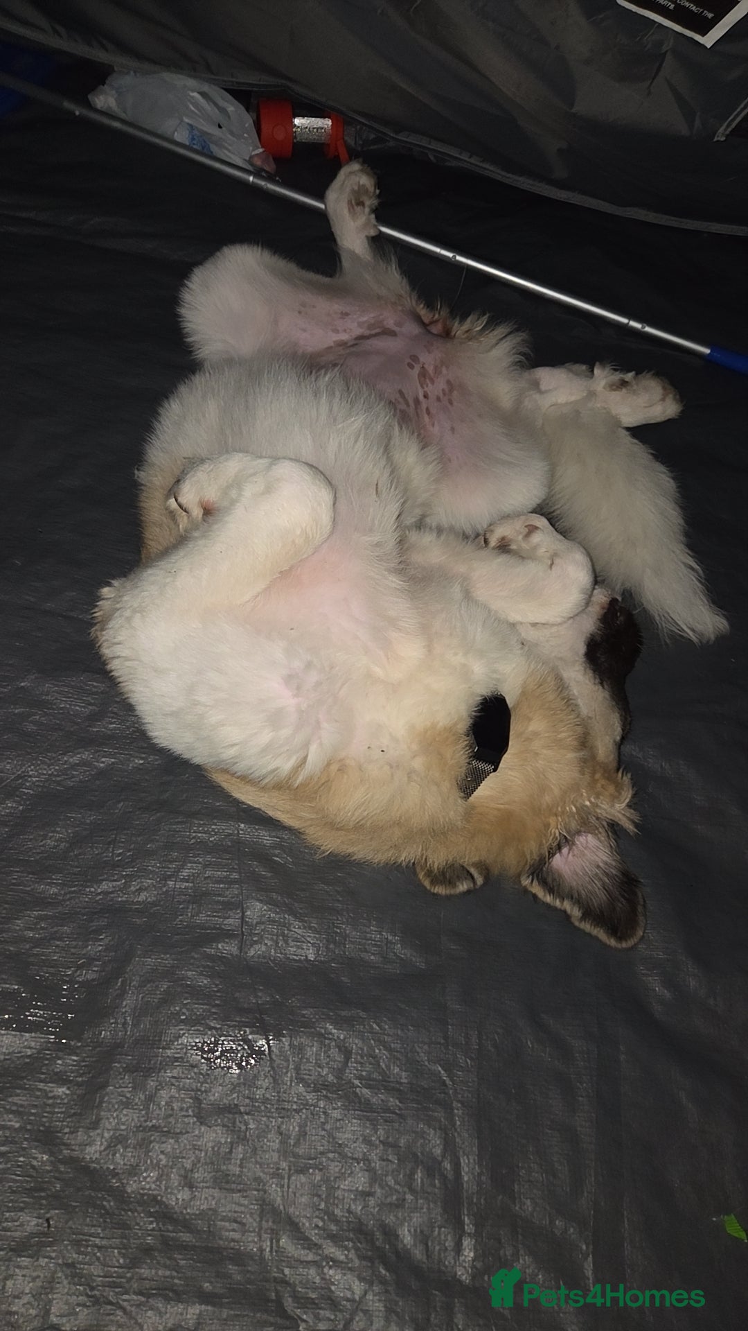 Saint Bernard dogs for sale: Puppy for rehoming - Image 6