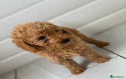 Maltipoo dogs for sale: Quality Korean maltipoos - Image 30