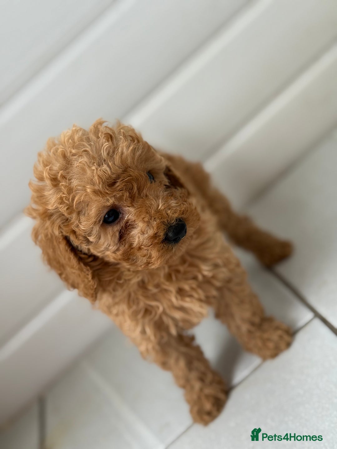 Maltipoo dogs for sale: Quality Korean maltipoos - Image 30