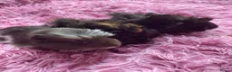 Guinea Pig rodents for sale: Beautiful baby Guinea pigs  - Advert 1