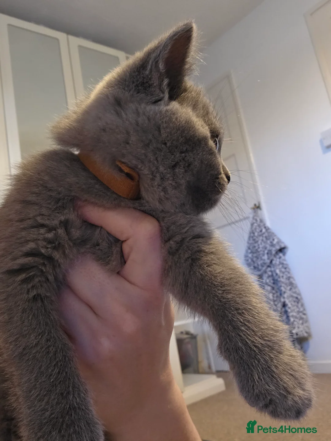 British Shorthair cats for sale: 🐱BRITISH SHORTHAIR🐱 - Advert 15
