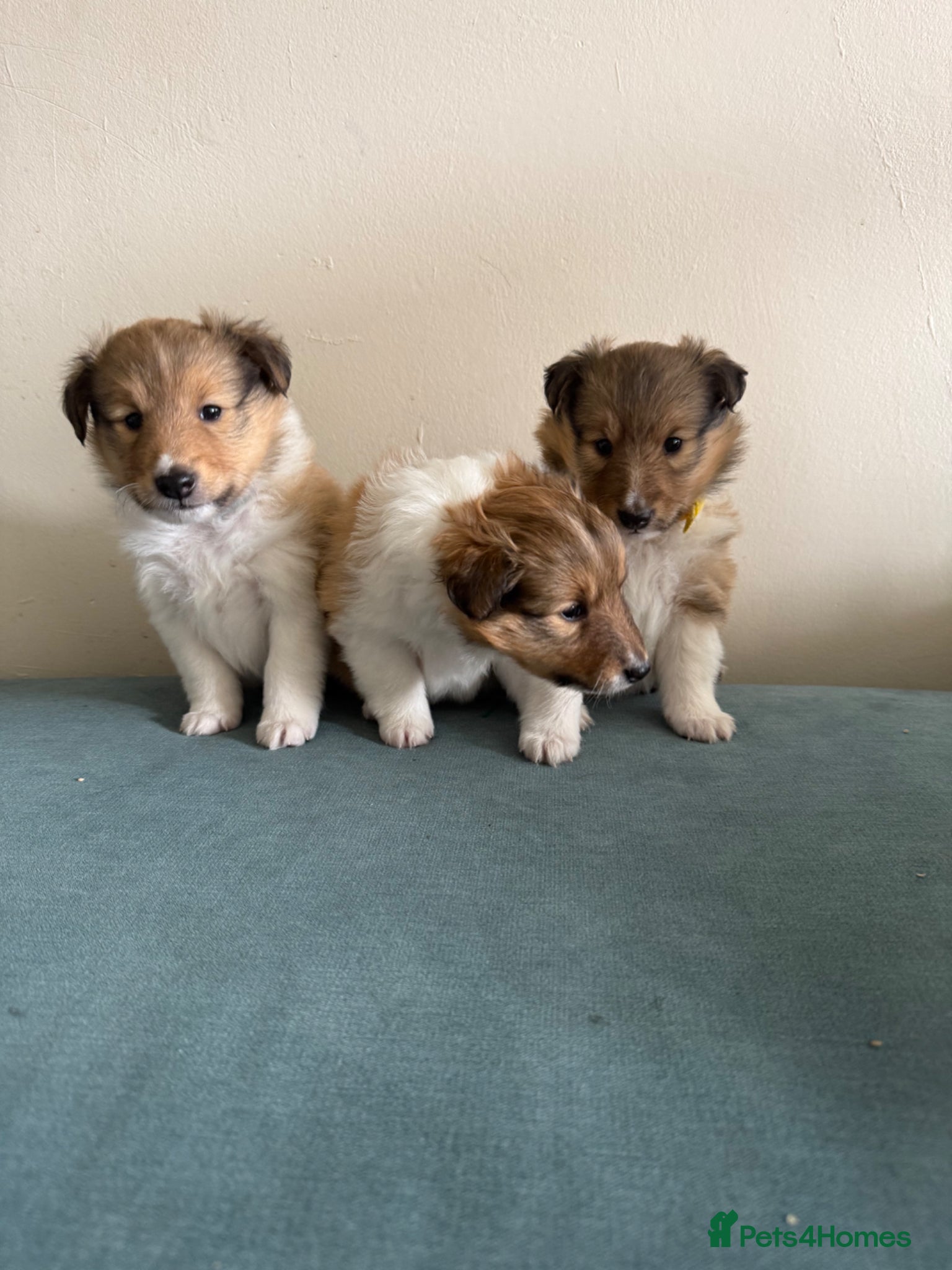 Shetland Sheepdog dogs 3 Female left! Adorable Shetland Sheepdog Puppies - Advert 2
