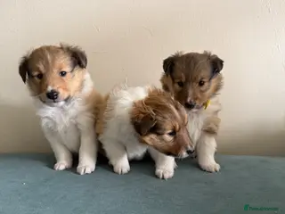 Shetland Sheepdog dogs 3 Female left! Adorable Shetland Sheepdog Puppies - Advert 2