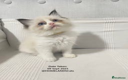 Ragdoll cats for sale: 🐾Stunning Ragdoll Kittens🧬DNA🏆ChampParents🐾 - Image 7