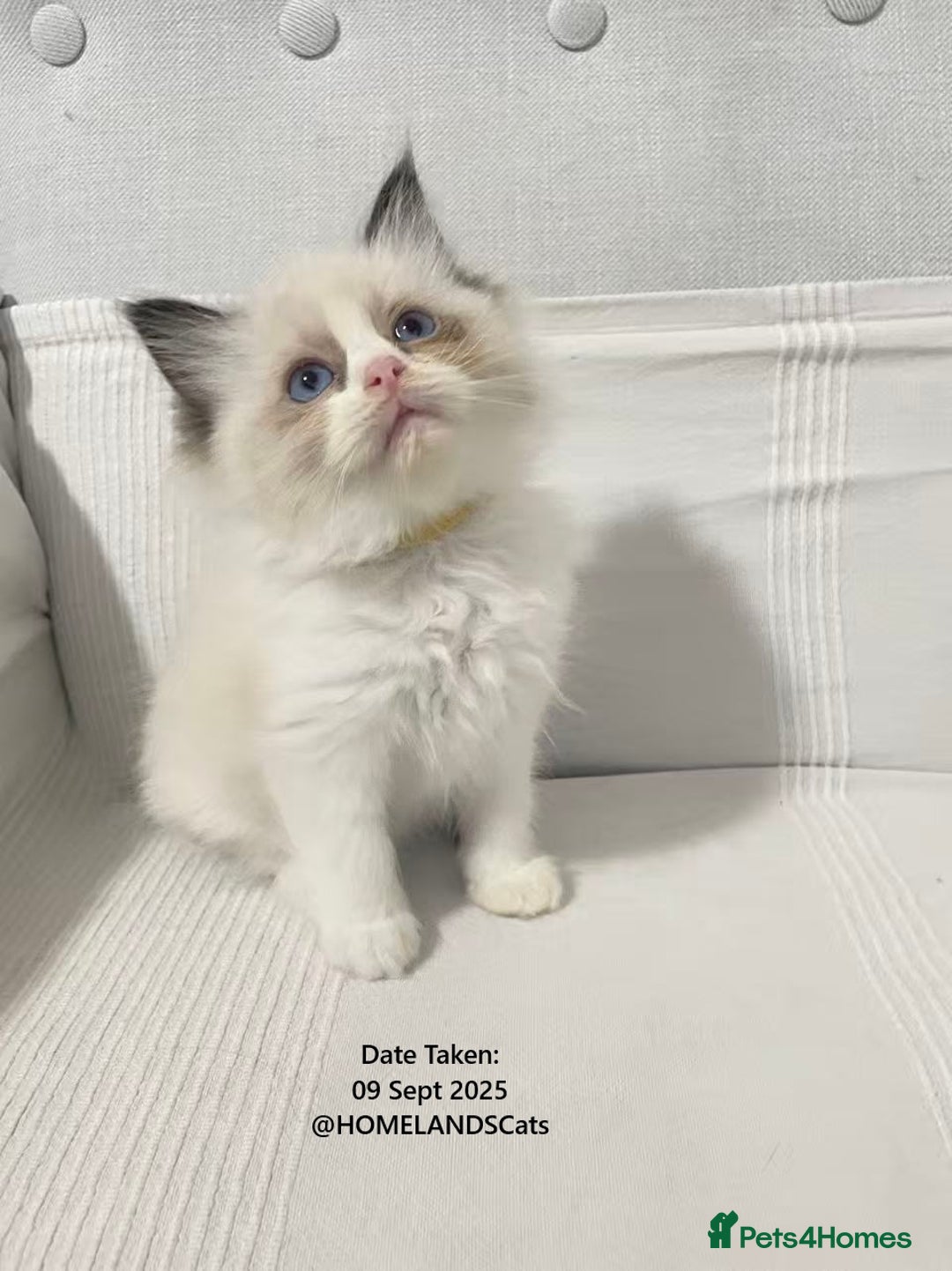Ragdoll cats for sale: 🐾Stunning Ragdoll Kittens🧬DNA🏆ChampParents🐾 - Image 7
