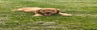 Cocker Spaniel 3