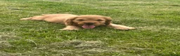 Cocker Spaniel dogs for sale: Golden Show type Cocker Spaniel puppies - Advert 19
