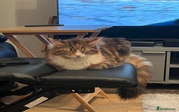 Mixed Breed cats for sale: Four cats for sale - Image 5