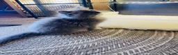 Ragdoll cats for sale: Quality Ragdoll Kittens 🩷 Ready Now  - Advert 9