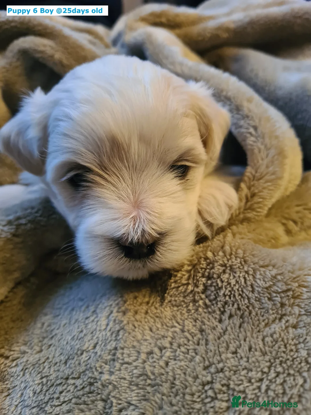 Maltese dogs for sale: Adorable Maltese puppies looking for forever home! - Advert 8
