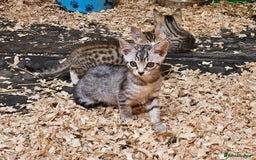 Bengal cats for sale: Bengal cross kittens - Image 11