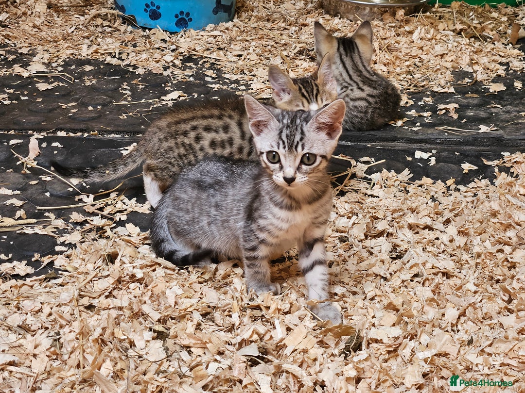 Bengal cats for sale: Bengal cross kittens - Image 11