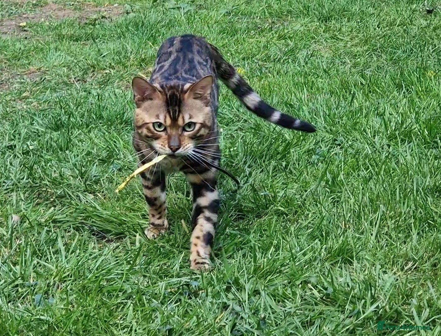 Bengal cats Bengal cat for stud, Fabio. - Advert 11