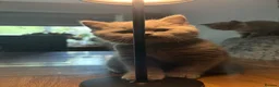 British Shorthair cats for sale: Stunning blue and cream bsh tortie GCCF reg!  - Advert 12