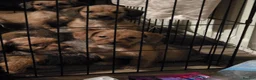 Mixed Breed dogs for sale: Mini schweenies ready to go - Advert 4