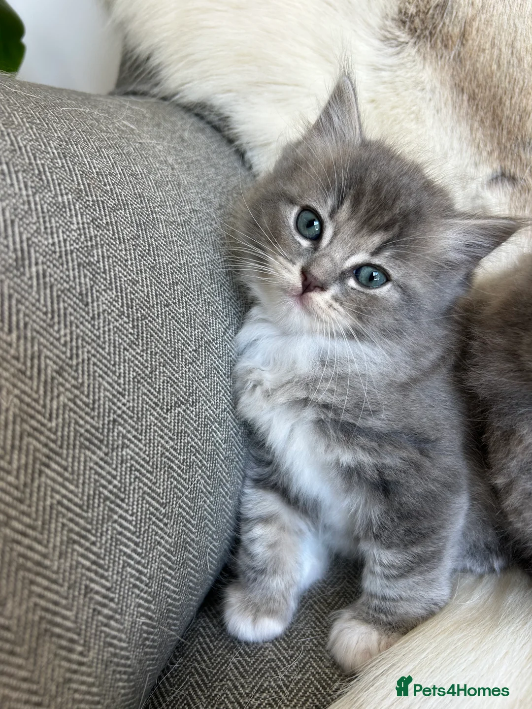 Ragdoll cats for sale:  Blue-lynx Ragdoll kittens pedigree bloodline  - Advert 2