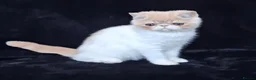 Persian cats for sale: Persian/exotic kittens - Advert 10