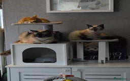 Ragdoll cats for sale: Last 2 ragdoll x British short hair - Image 9