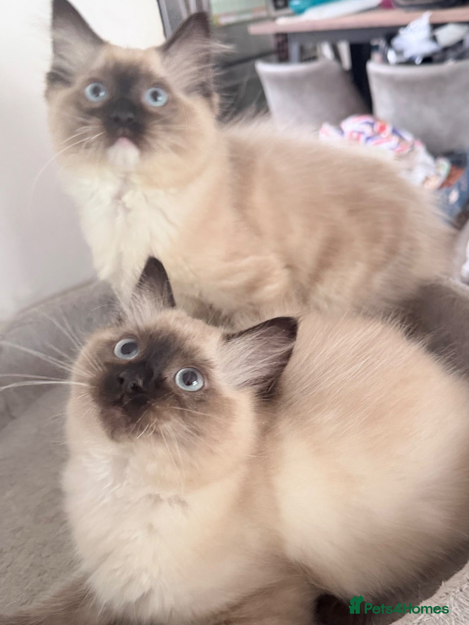 Ragdoll cats Ragdoll boys ready for their new families  - Advert 1