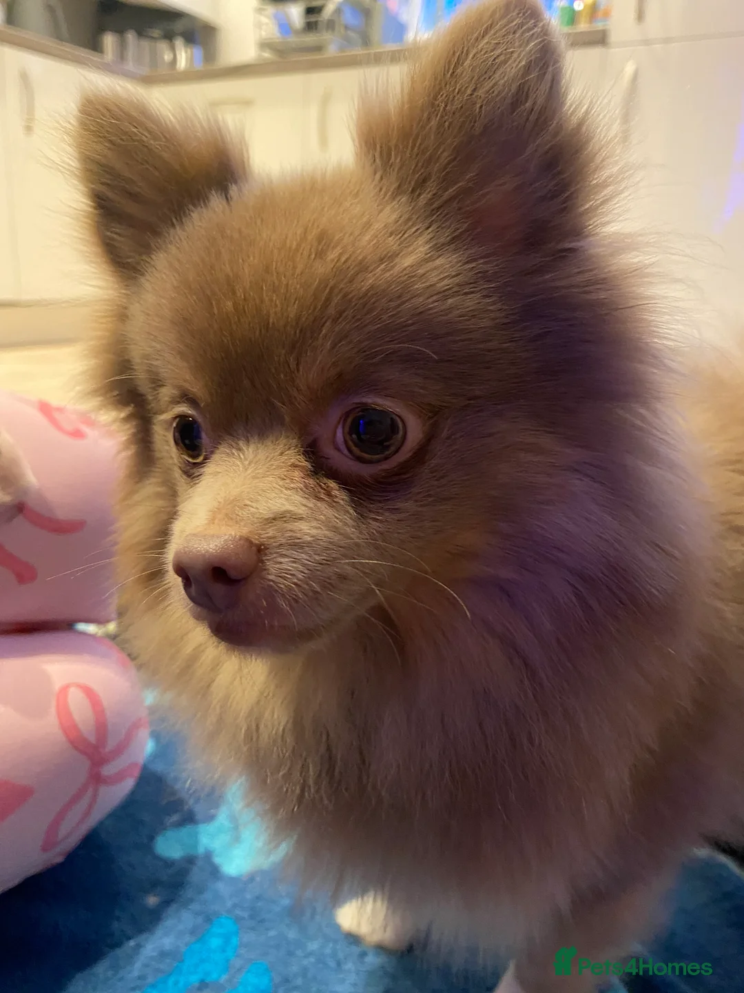 Pomeranian dogs for sale: Male Pomeranian  in Manchester - Advert 13