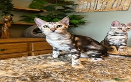 Bengal cats for sale: Beautiful Bengal Kittens Ready for Forever Homes - Image 31