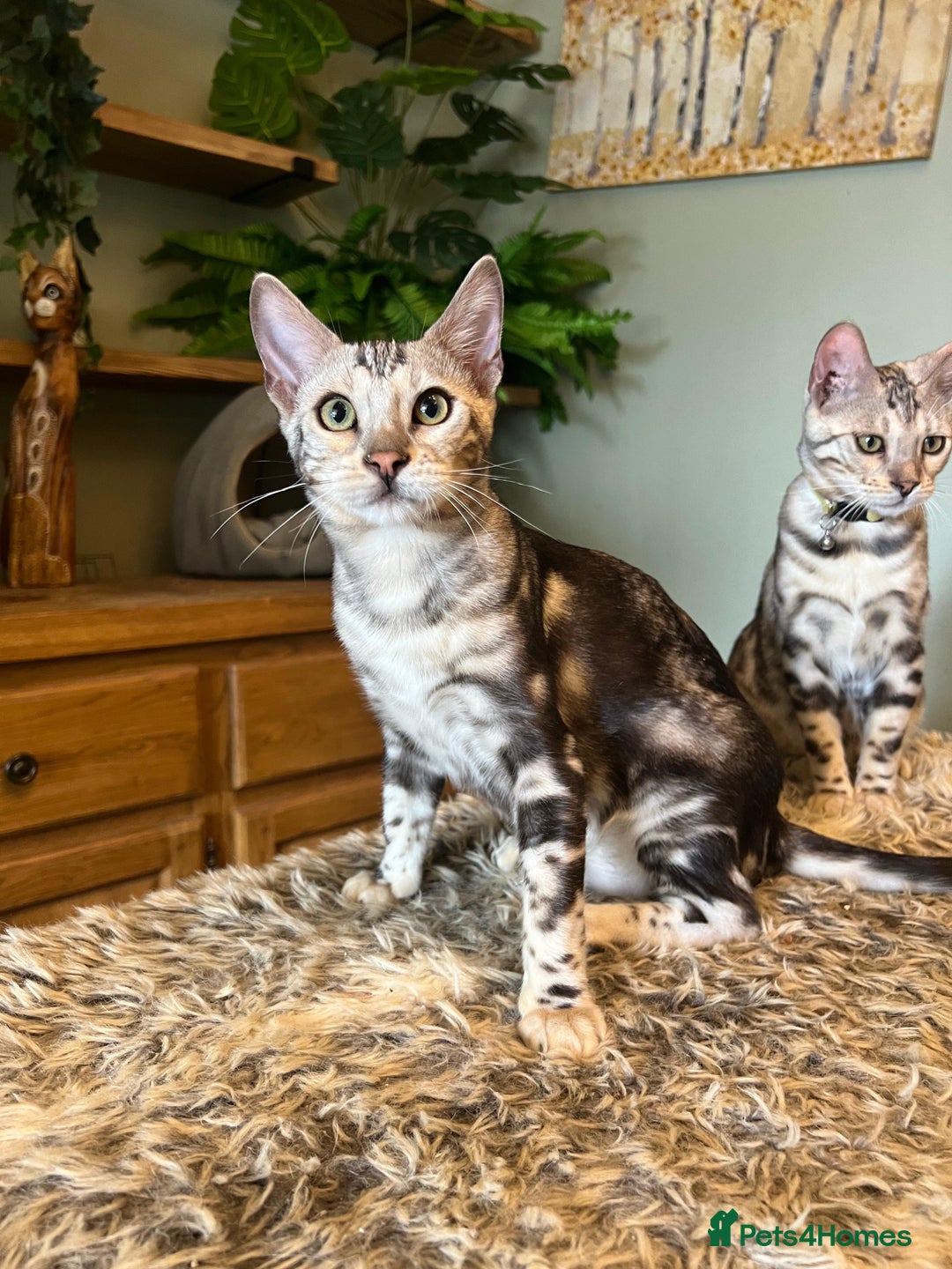 Bengal cats for sale: Beautiful Bengal Kittens Ready for Forever Homes - Image 31