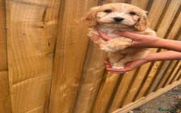 Cockapoo dogs for sale: Ready to leave  - Image 4