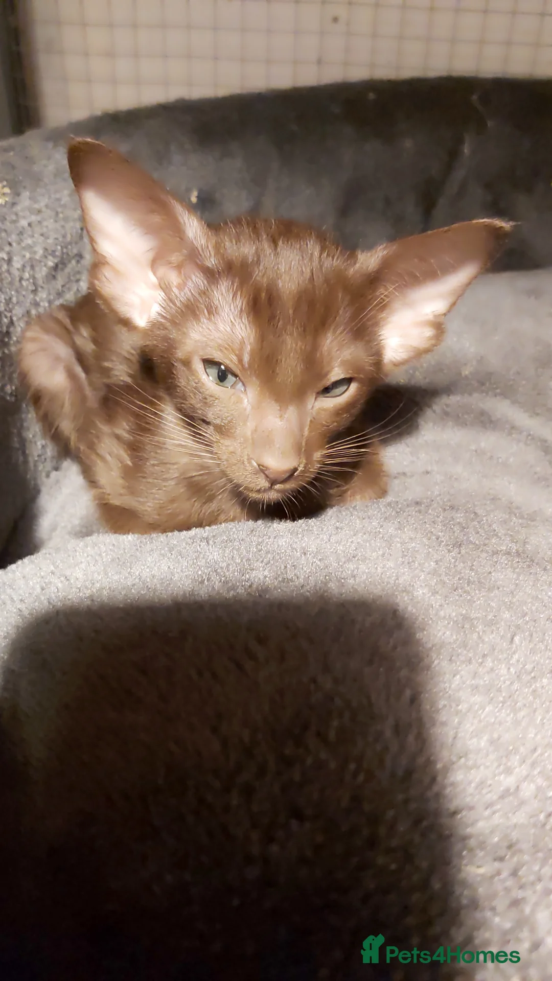 Oriental cats for sale: Full Pedigree Oriental 6 Kittens XL size ears GCCF - Advert 12