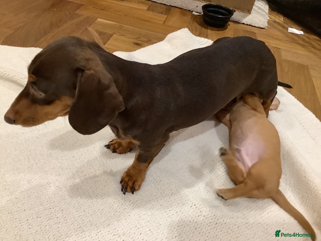 Miniature Dachshund dogs for sale: Miniature dachshund pups.KC REG& Council Licensed  - Image 12
