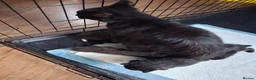 Mixed Breed cats for sale: Kittens - Advert 6