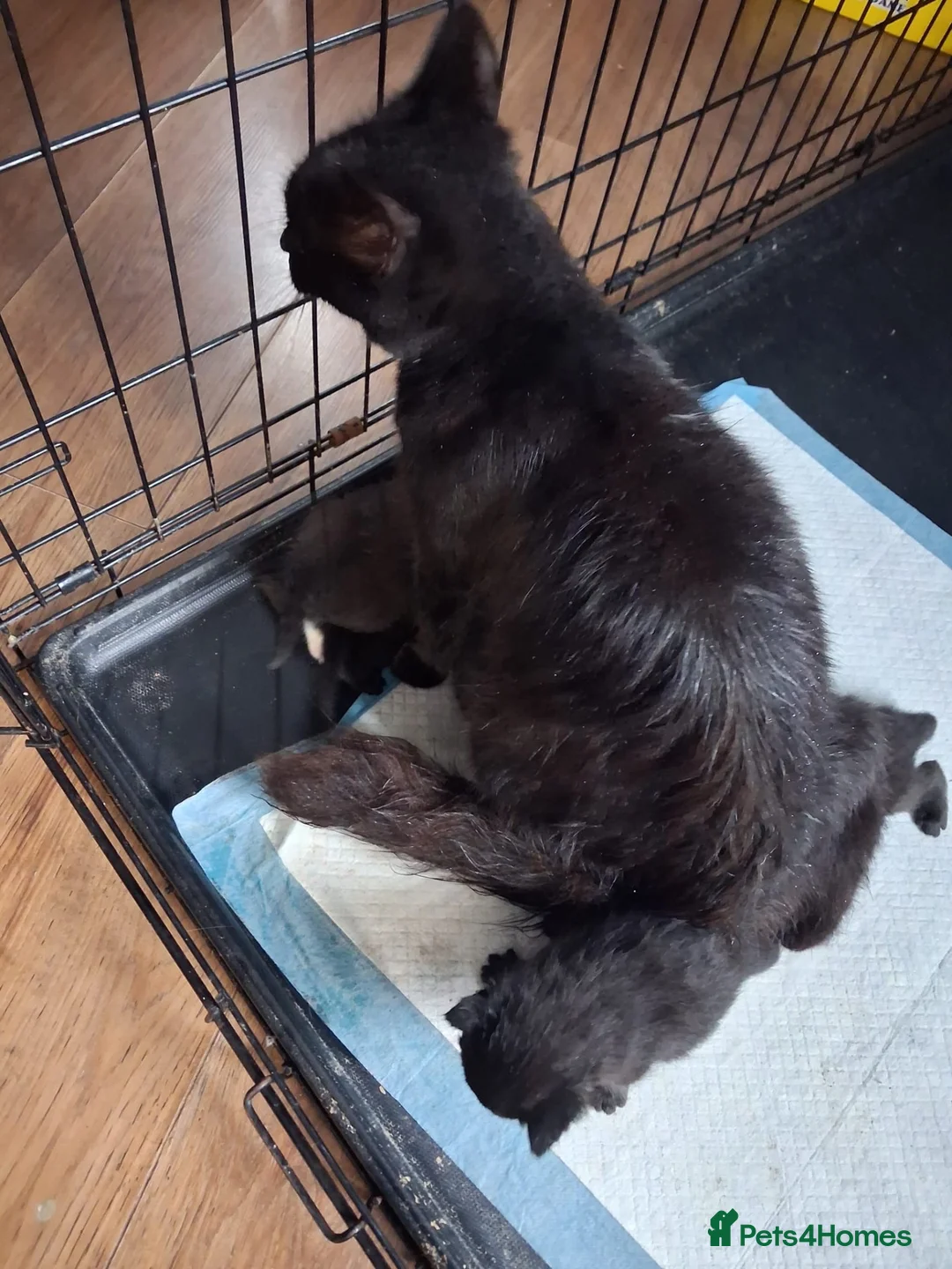 Mixed Breed cats for sale: Kittens - Advert 6