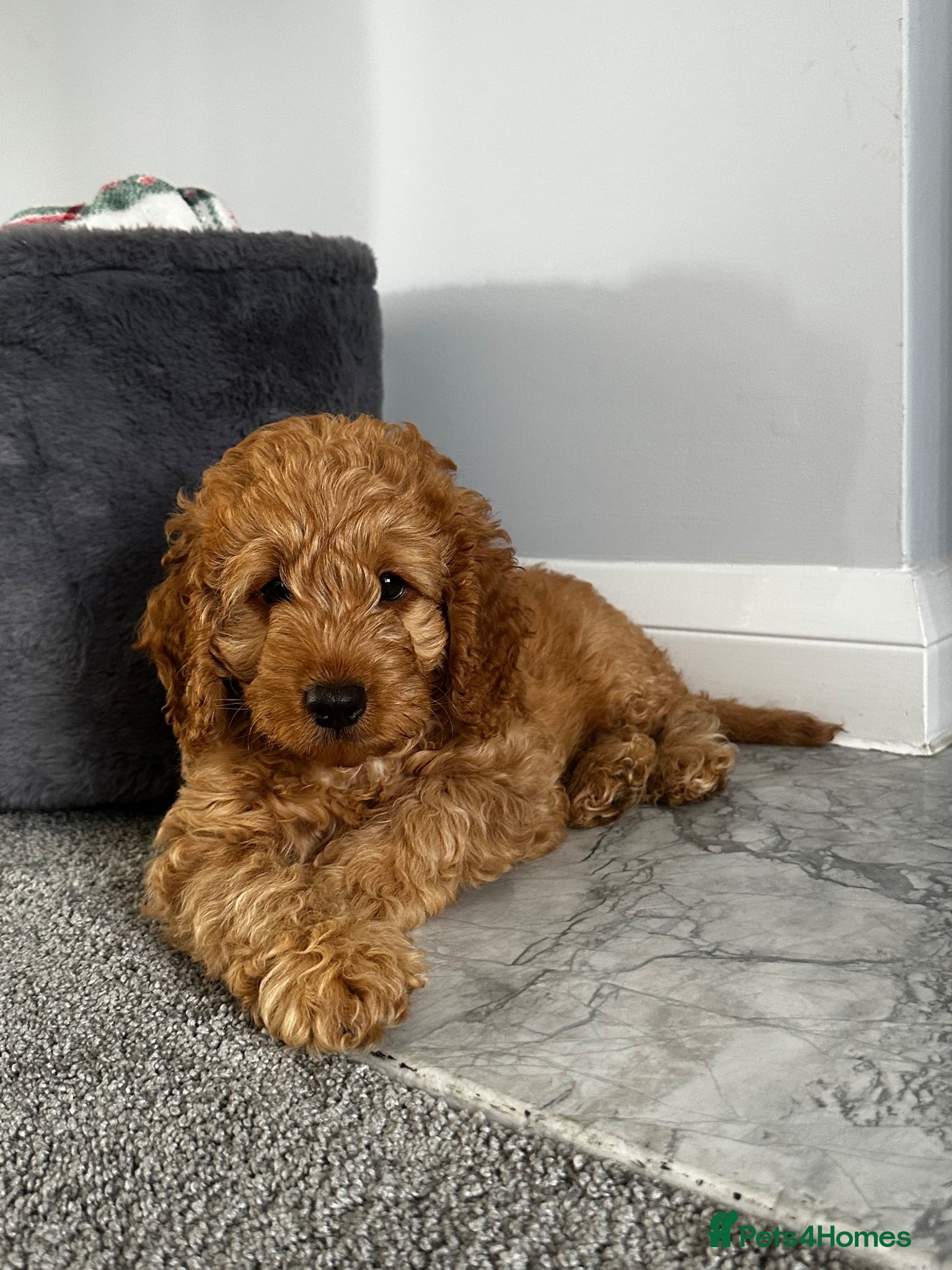 Cockapoo dogs 4 beautiful miniature F1b cockapoo puppies  - Advert 15