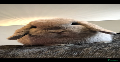 Mini Lop rabbits - Advert 7