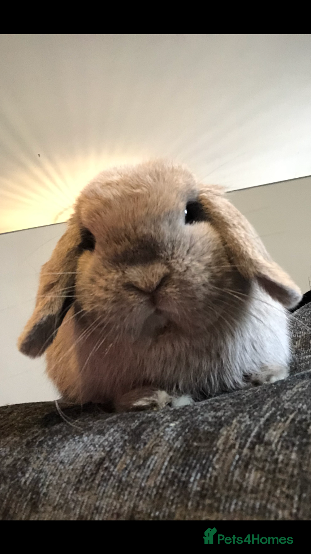 Mini Lop rabbits for sale: Gorgeous Blue Tort Mini Lop RESERVED - Image 3