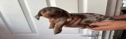 Miniature Dachshund dogs for sale: Miniature dachshund puppies  - Advert 7