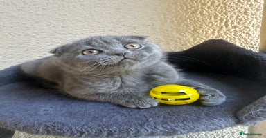 Scottish Fold cats - Advert 1
