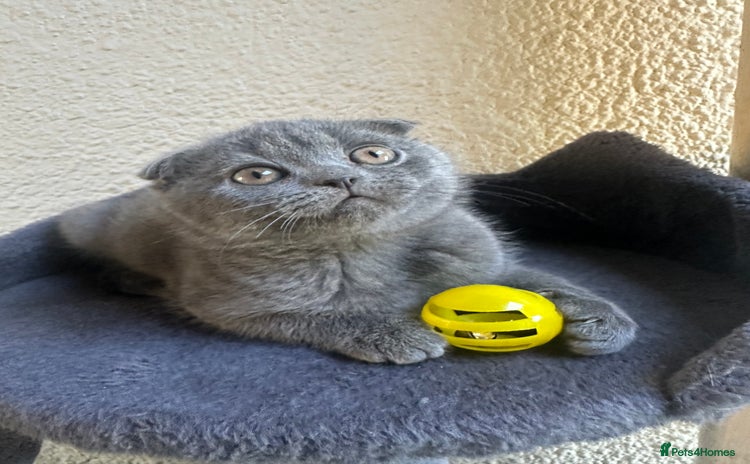 Scottish Fold cats - Advert 4