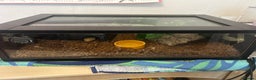 Python Snake reptiles for sale: Royal ball python ( banana)  - Advert 2