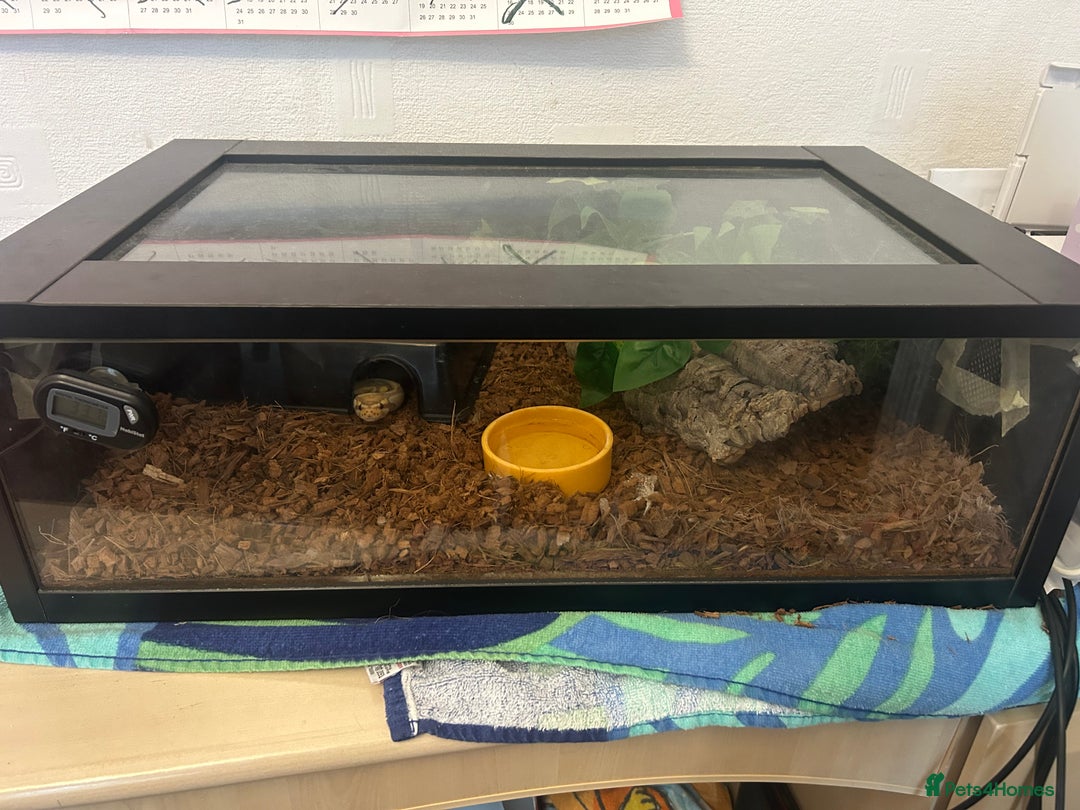 Python Snake reptiles for sale: Royal ball python ( banana)  - Advert 2