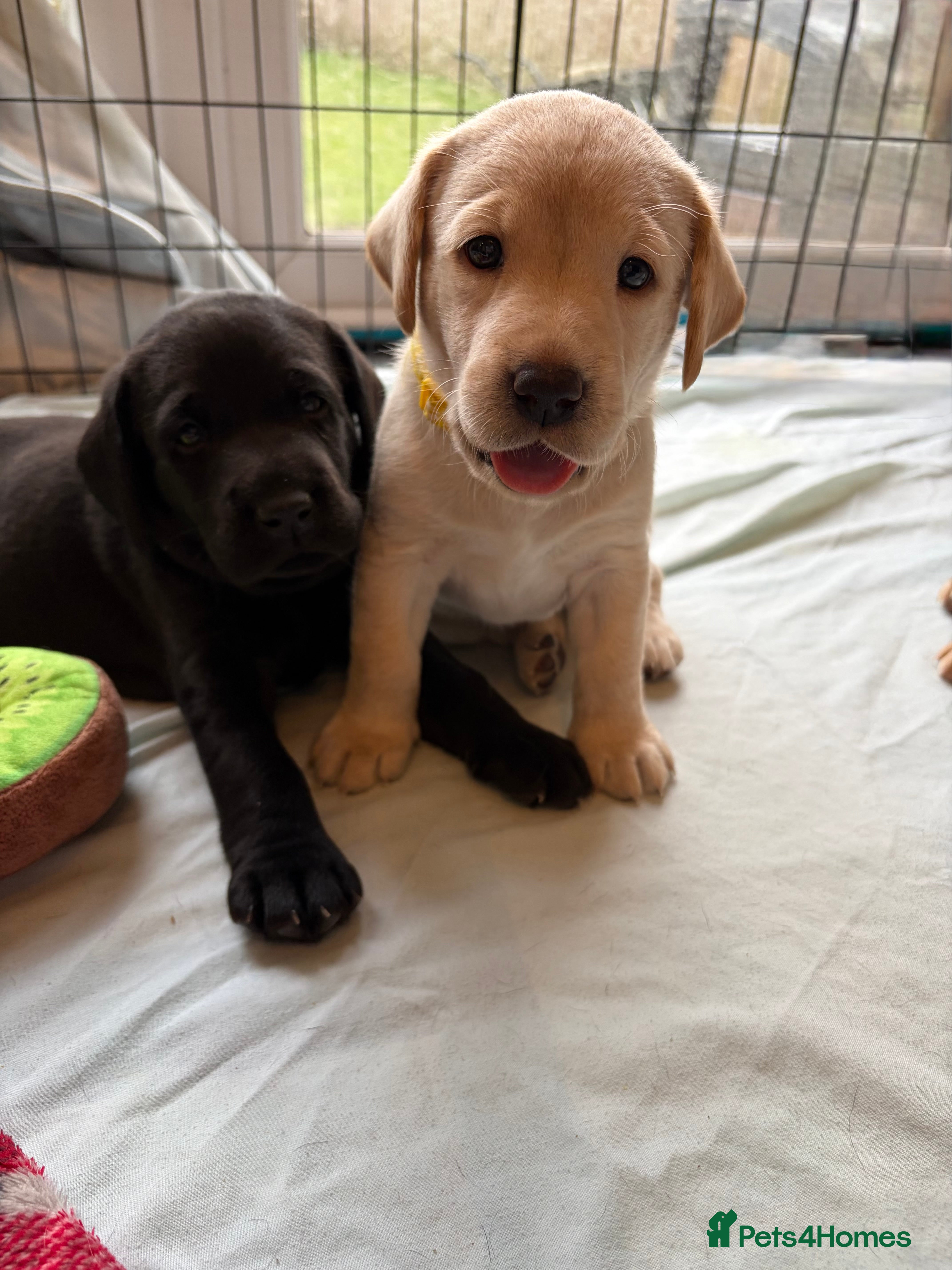 Labrador Retriever dogs 3 KC Lab girls - yellow/white to Golden/Red - Advert 13